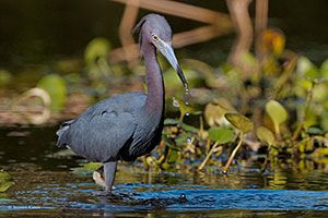 Little Blue Heron (breeding plumage)