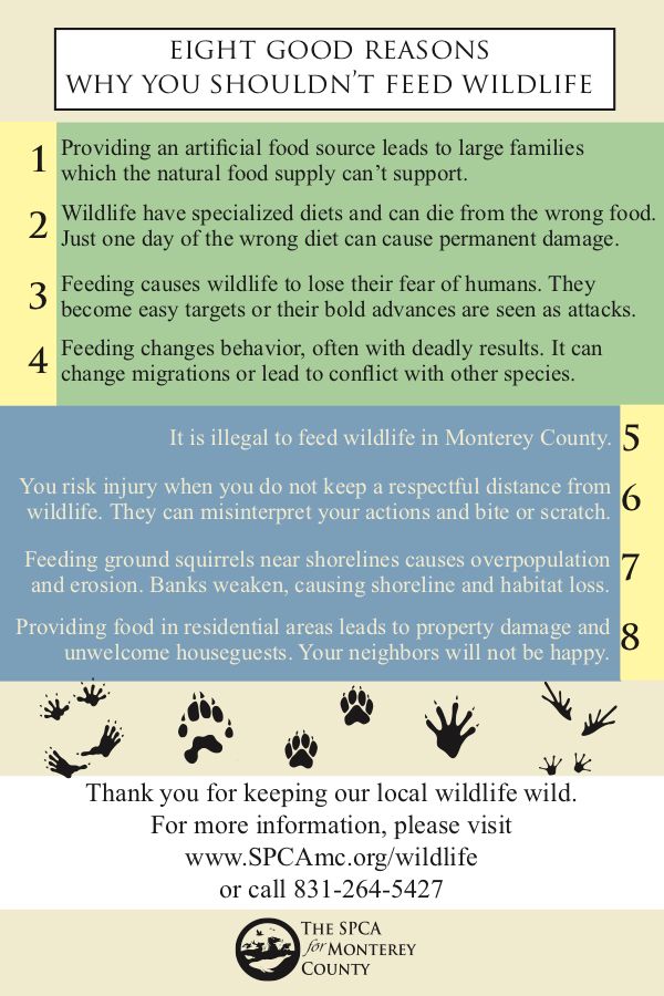 SPCA Wildlife Center How to Help Wildlife