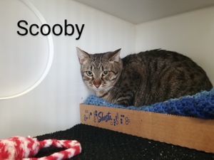 SCOOBY