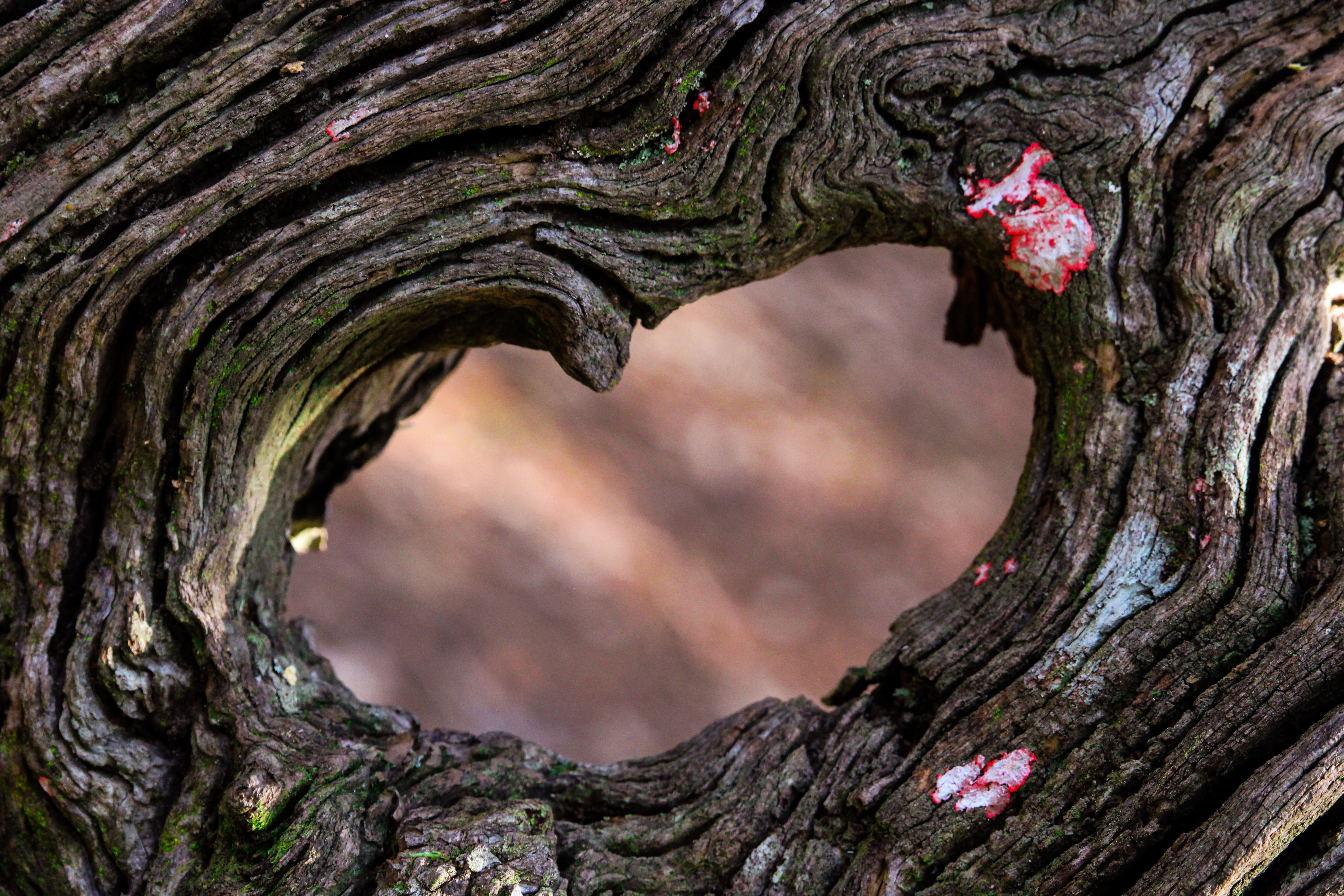 Wood knot heart by Adam Smith