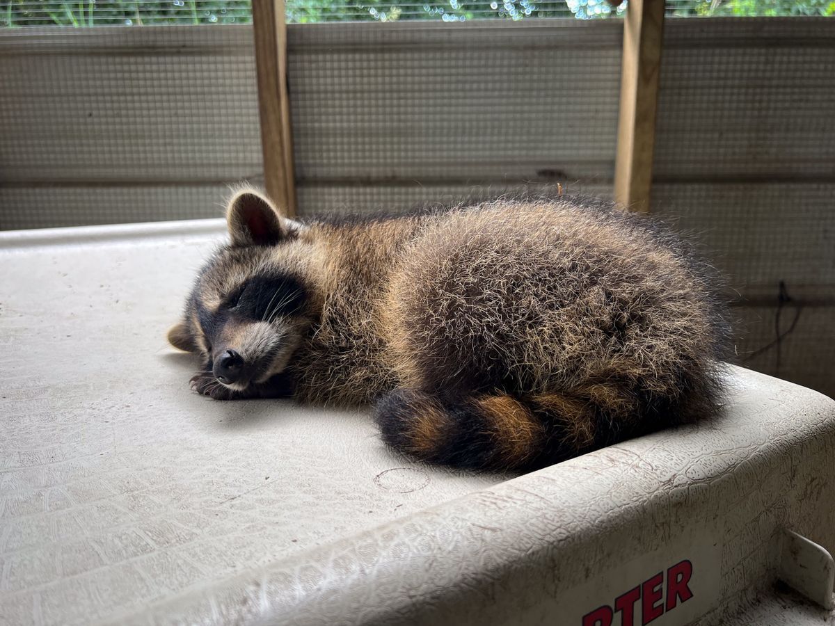 raccoons nebraska wildlife rehab