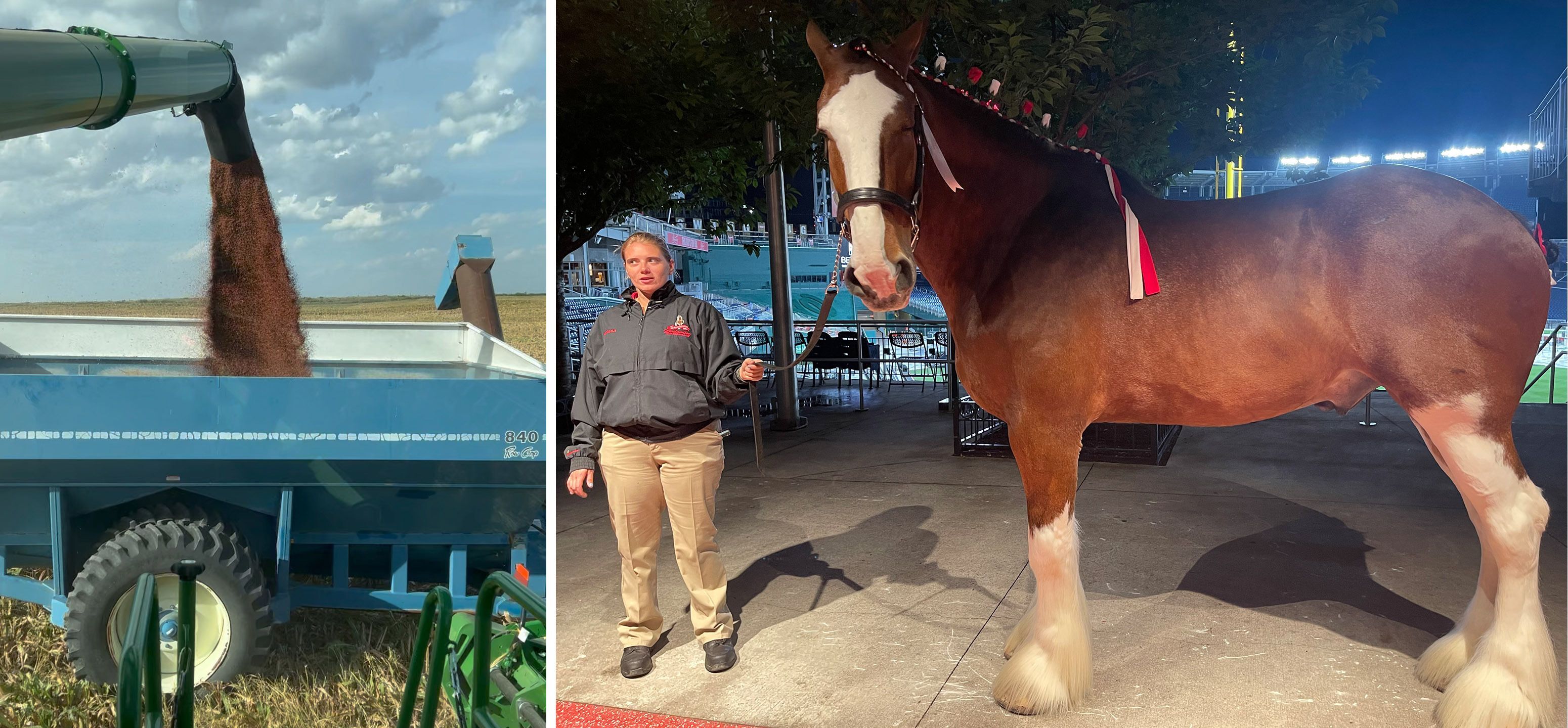 Grain being dumped onto a grain cart and a Clydesdale horse and its handler.