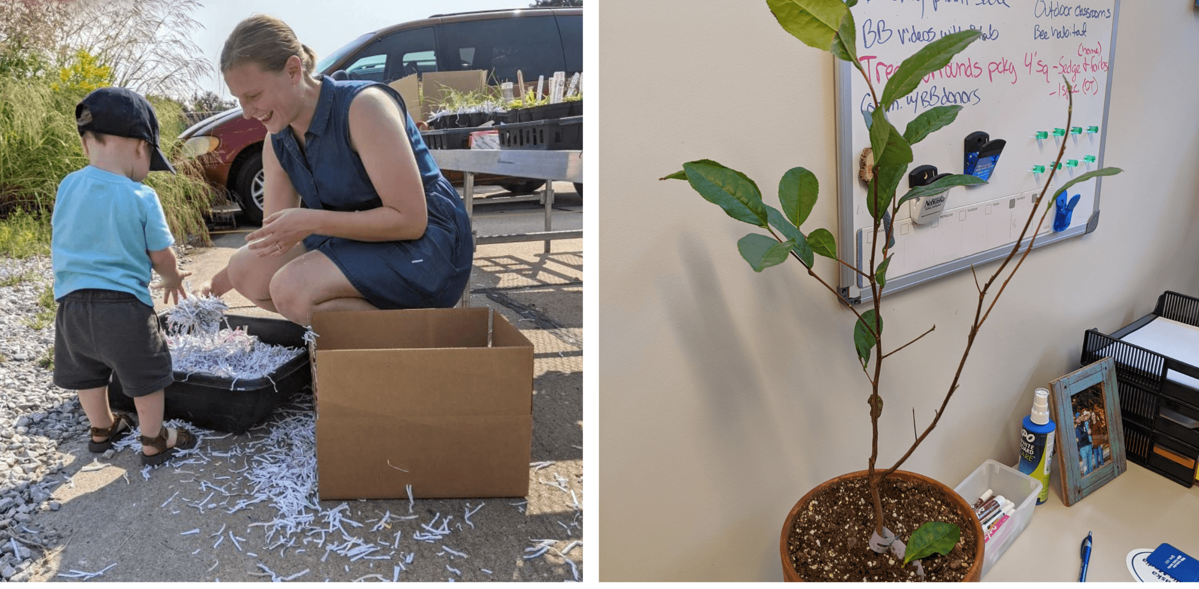 Two Photos: First, Hanna and a young child packing a Bloom Box. Second, Sarah's tea plant.
