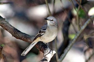 Northern Mockingbird