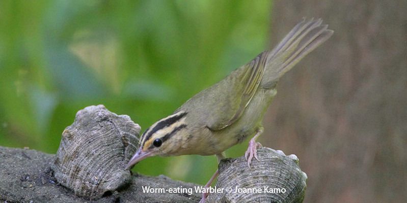 Worm-eating Warbler