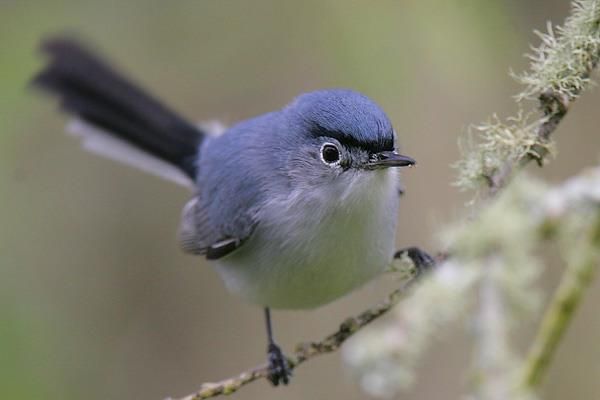 Blue Gray Gnat Catcher, I love these little gnat catchers. …