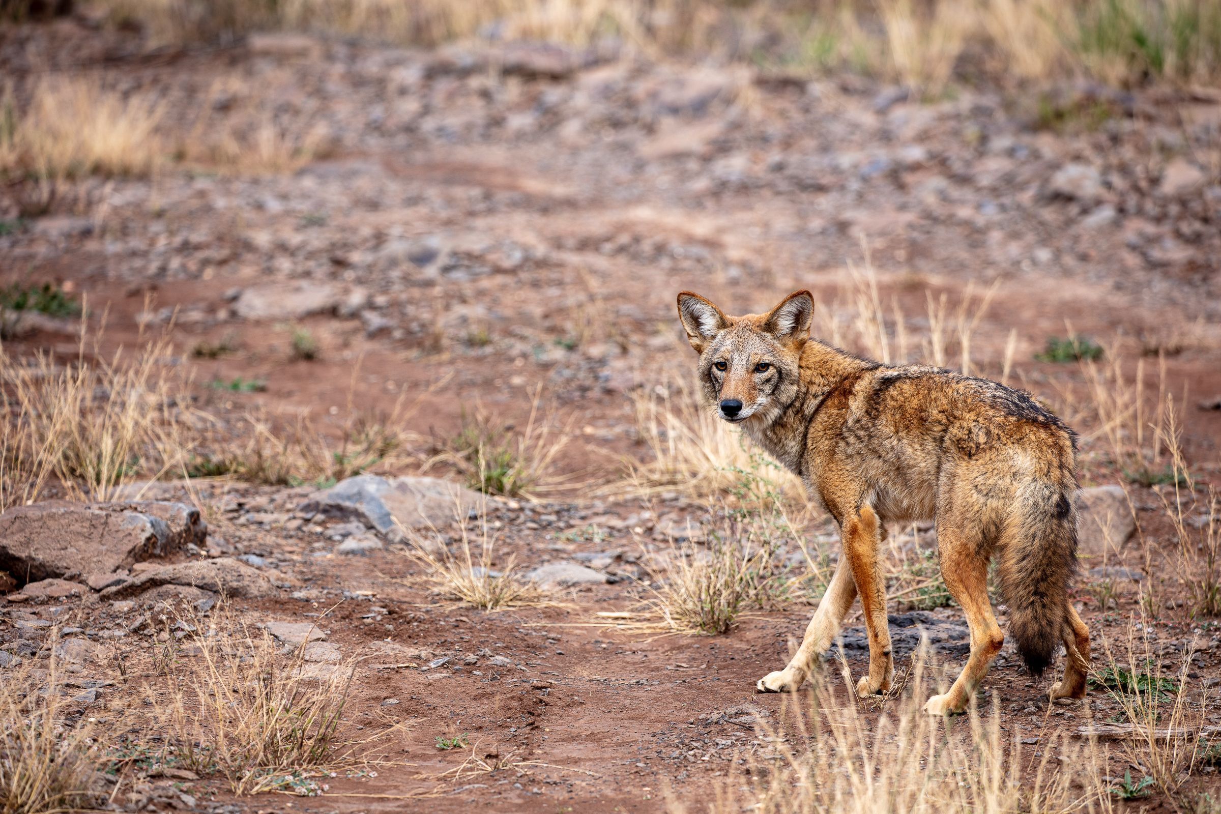 Wildlife as pets advice Southwest Wildlife rehabilitation sanctuary