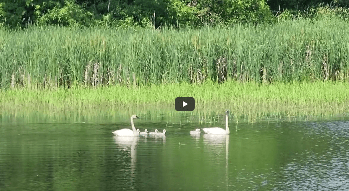 Music of the wetlands and brand new trumpeter swan cygnets!