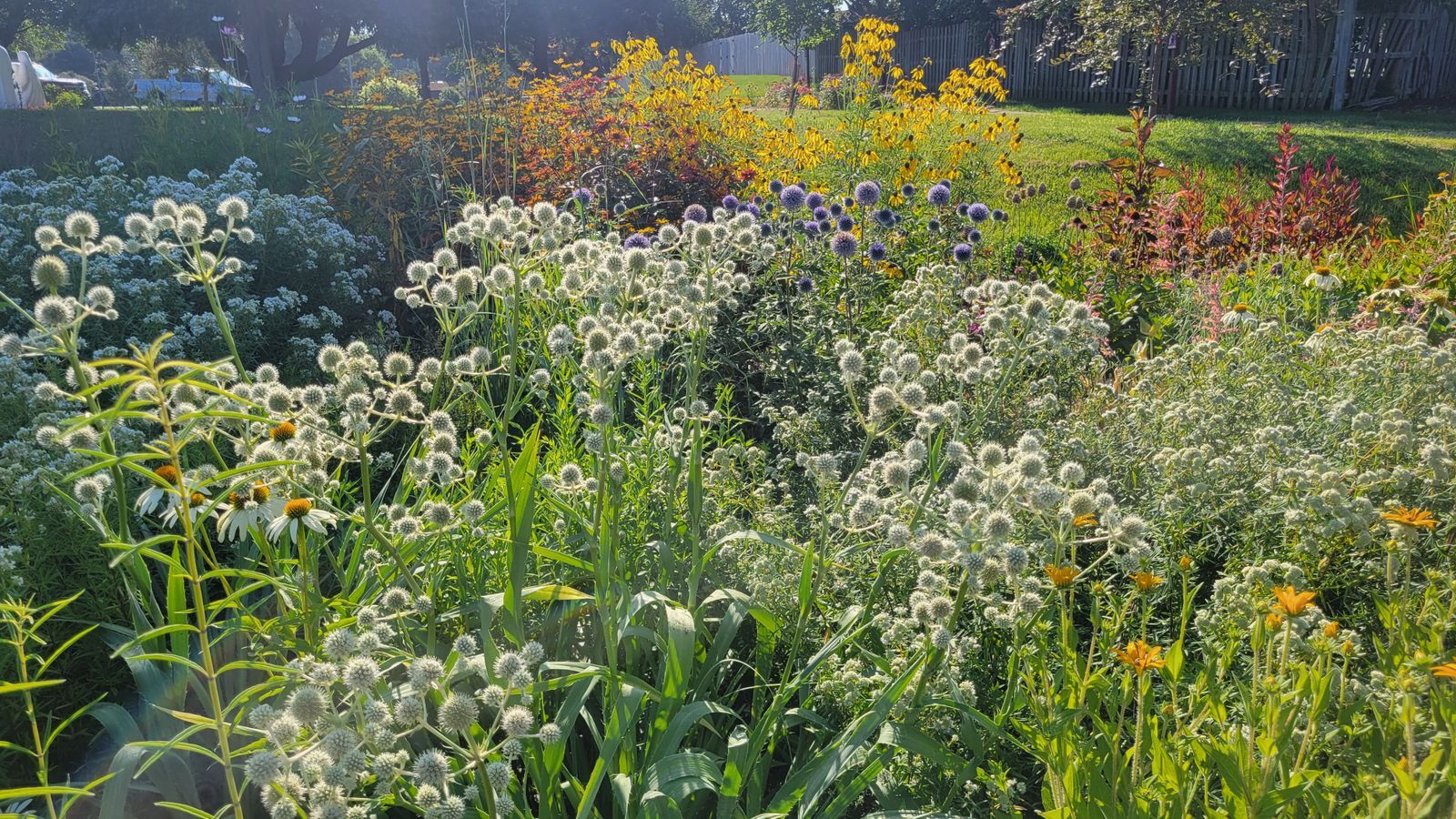 A garden of yellow and white prairie plants