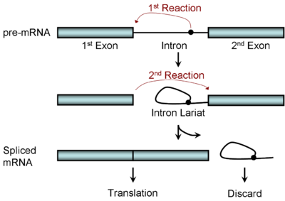 A picture of RNA splicing: a stepwise editing process.