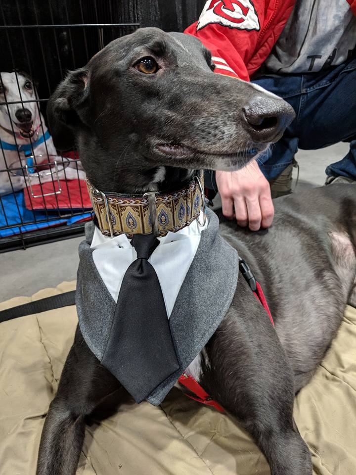 Mokan Greyhound Adoption Events Event Calendar