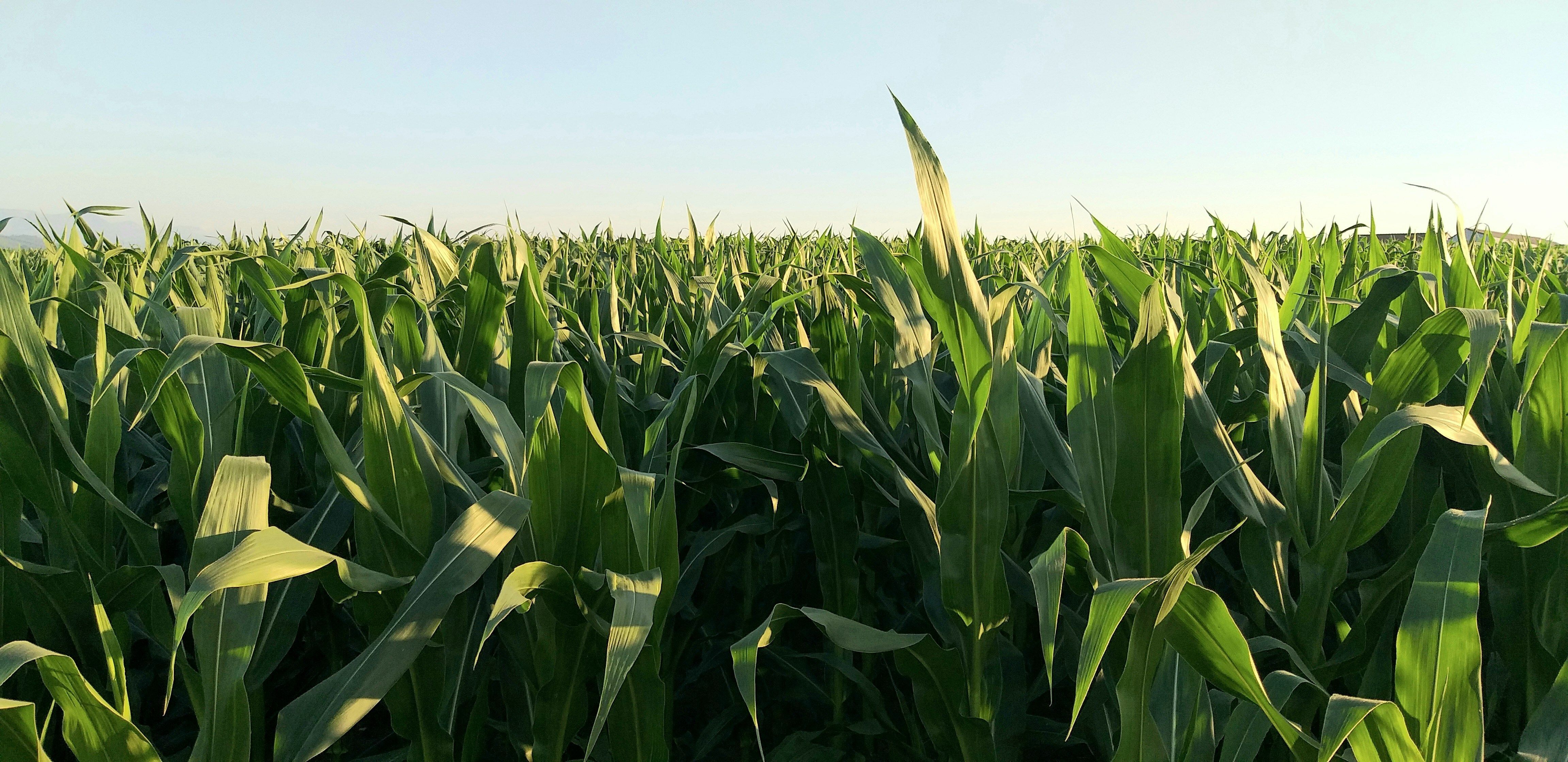 field of corn under a blue sky