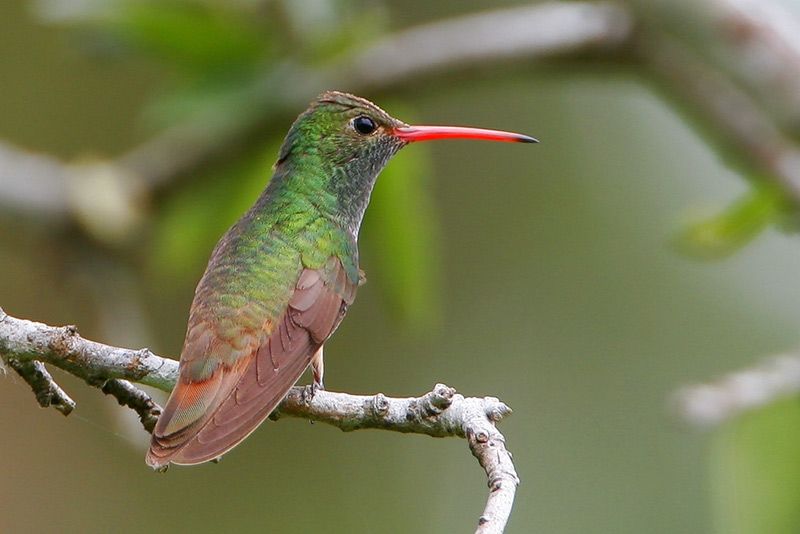 Buff-bellied Hummingbird