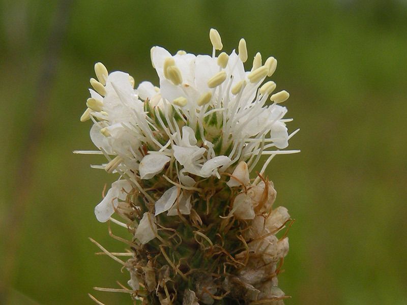 White Prairie Clover