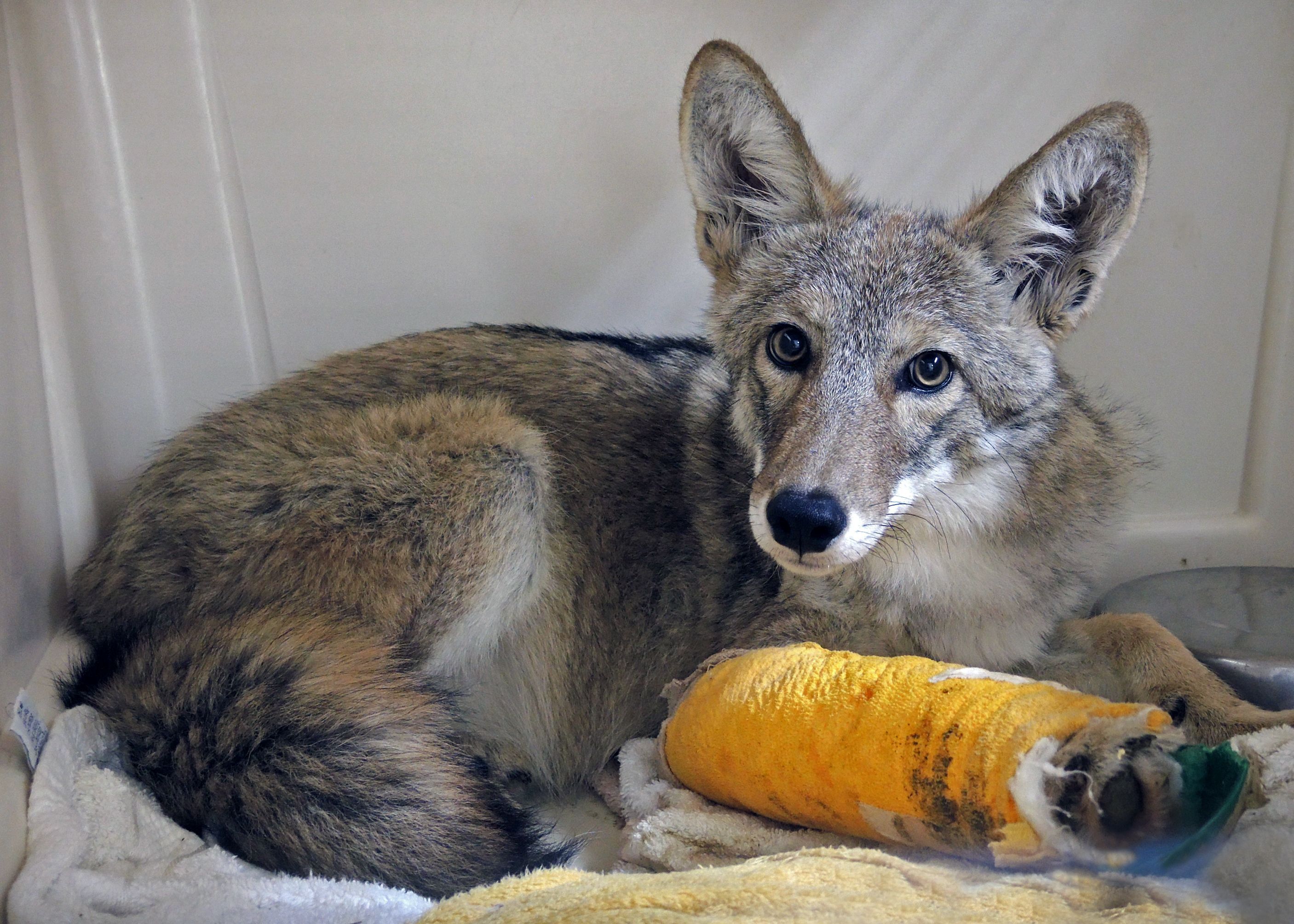 Mexican gray wolf howl