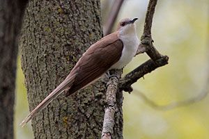 Beak of the Week: Black-billed Cuckoo