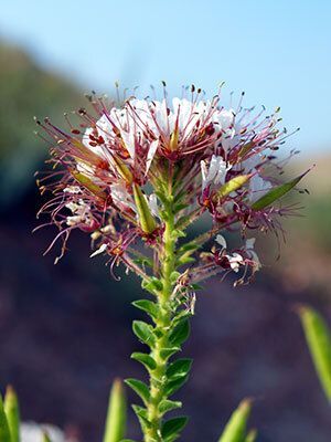 Redwhisker Clammyweed