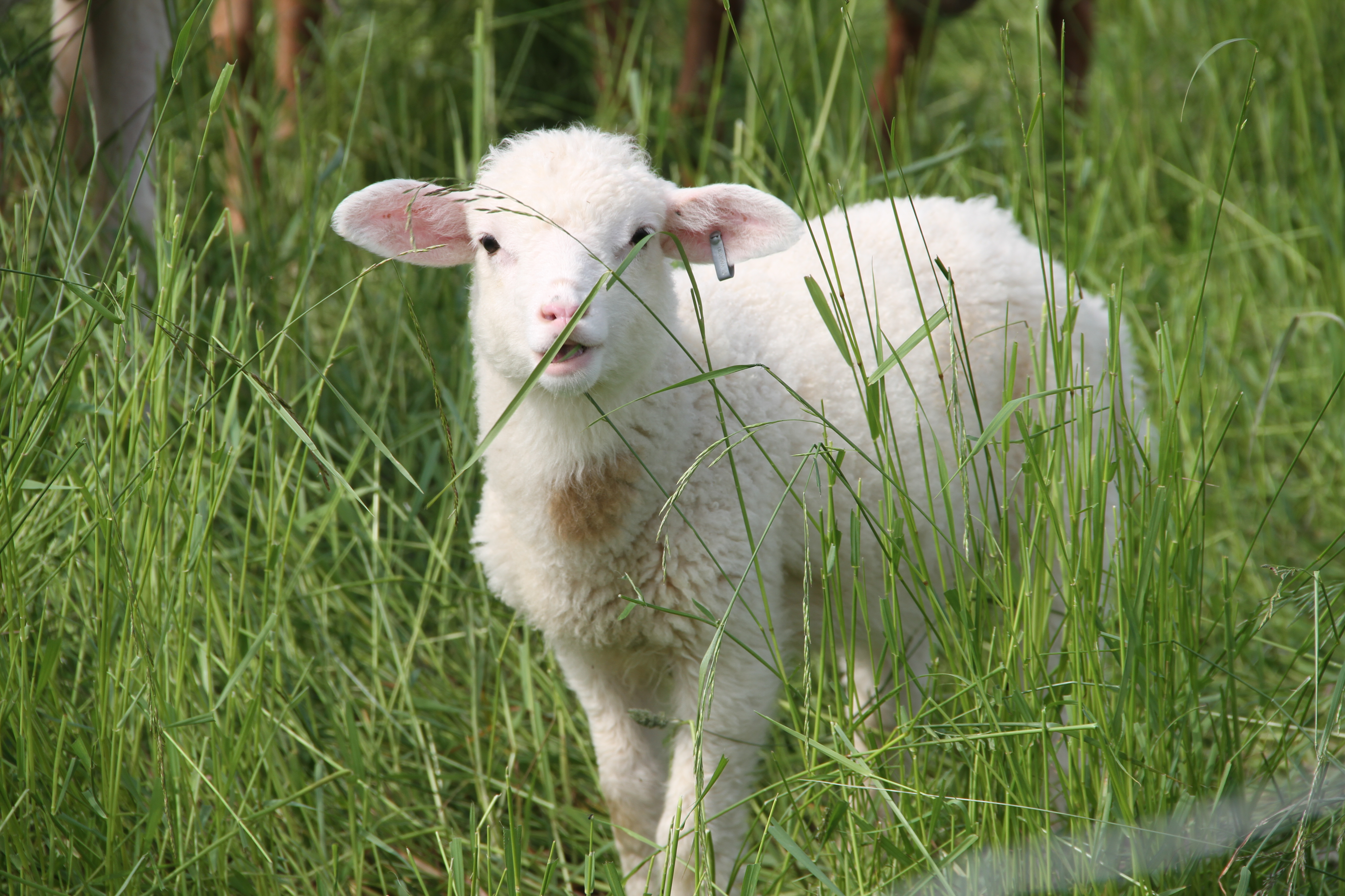 Lambing and Kidding Workshop