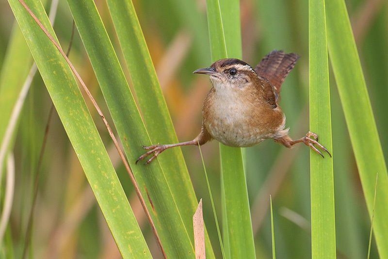 Marsh Wren