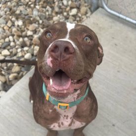 Dog with joyful expression
