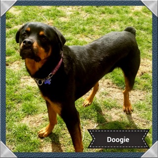 Doogie - ADOPTED