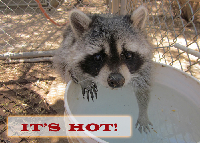 It's So Hot!