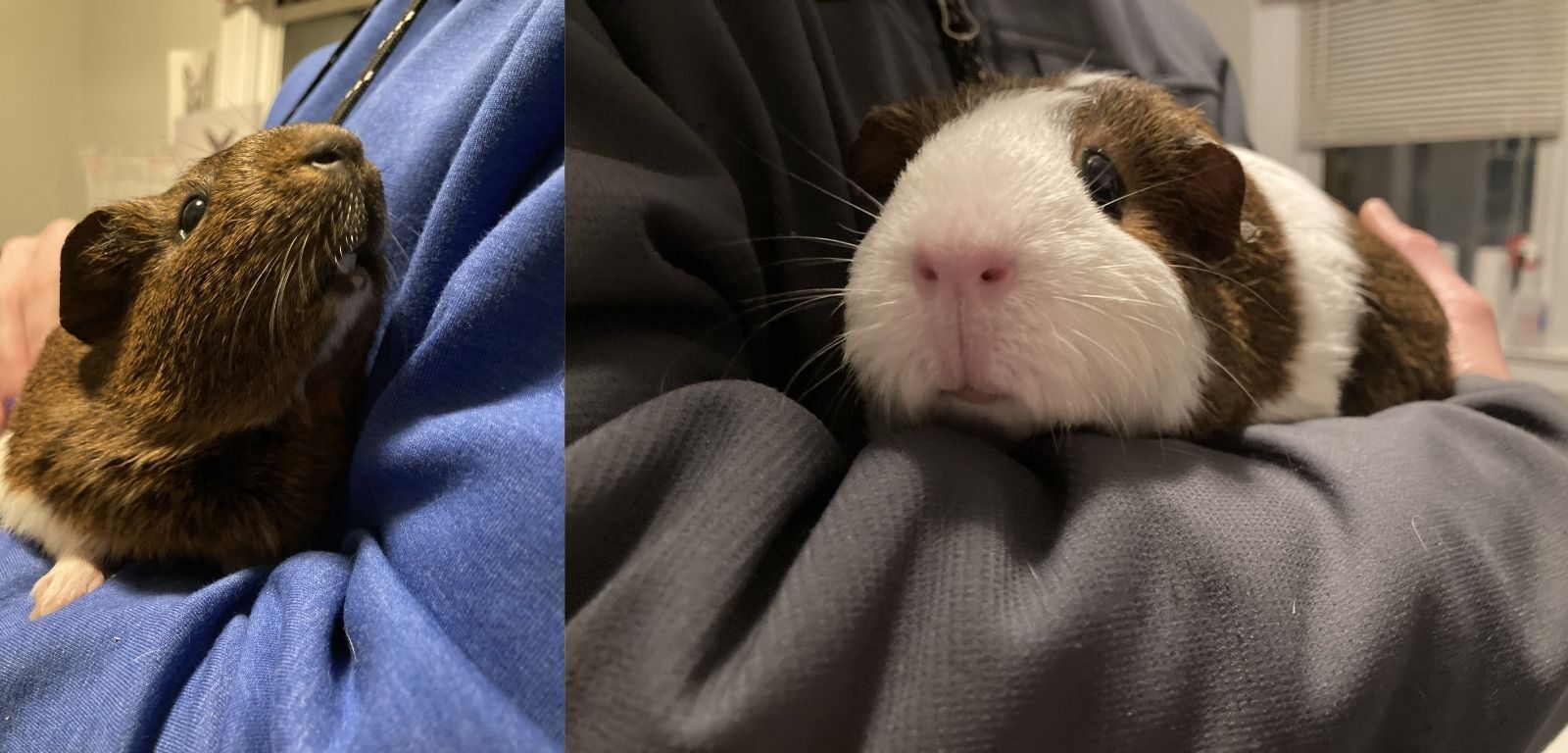 Featured Small Animal(s)