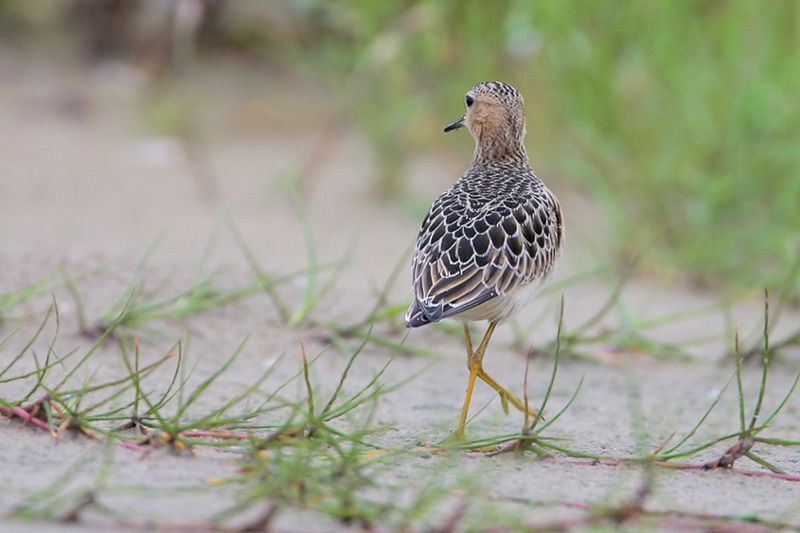 Buff-breasted Sandpiper