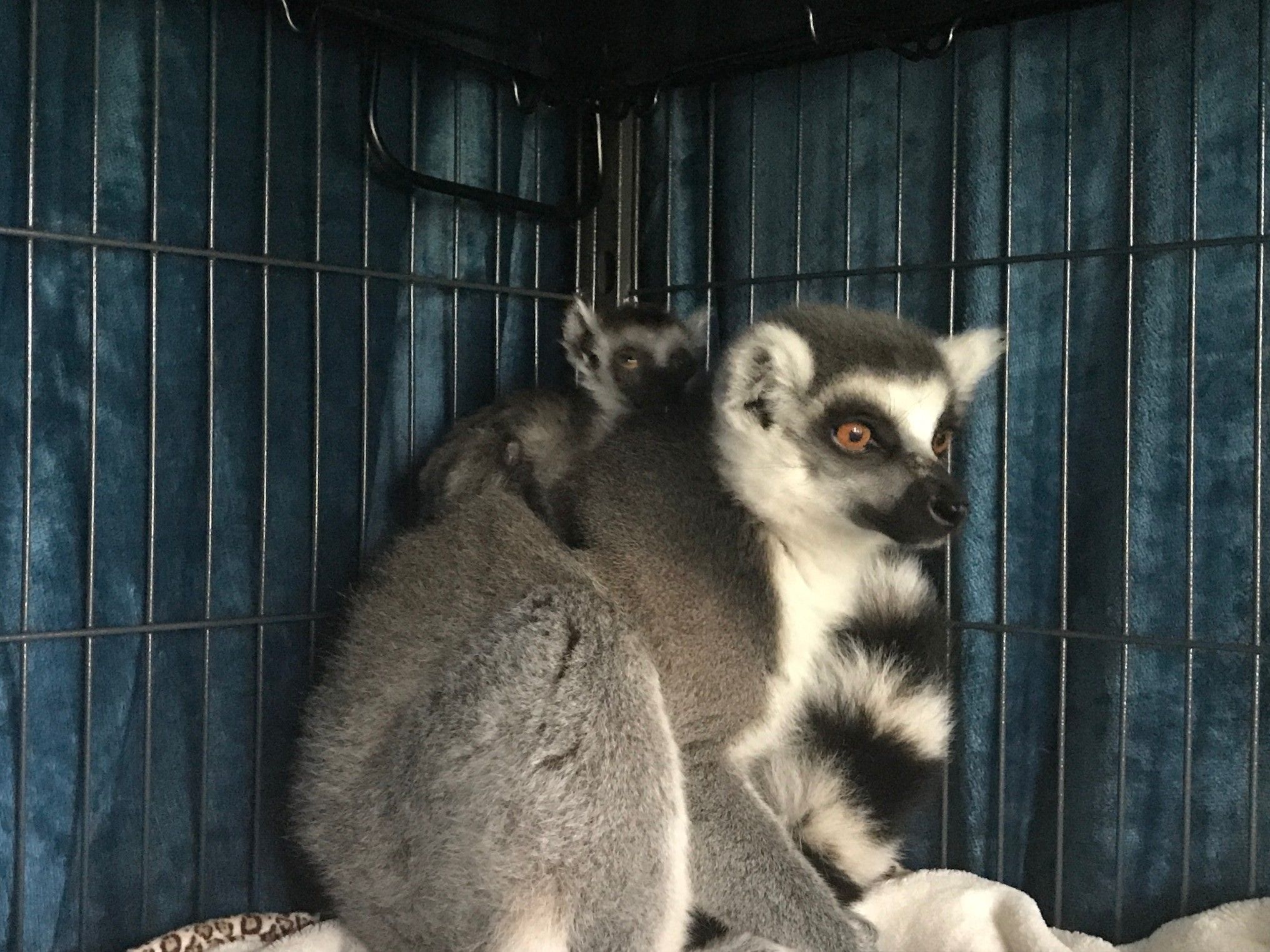 Mom and baby lemur