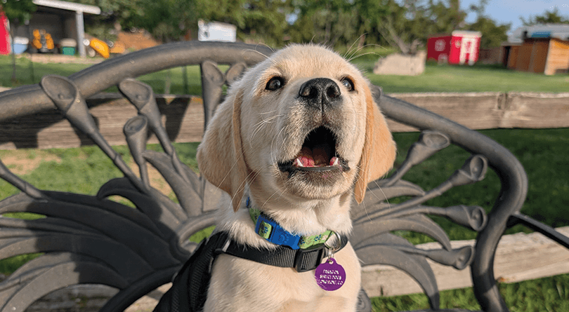 Puppy Frank sitting on a bench at Paragon 