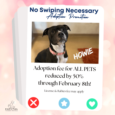 Swipe Adoption promotion