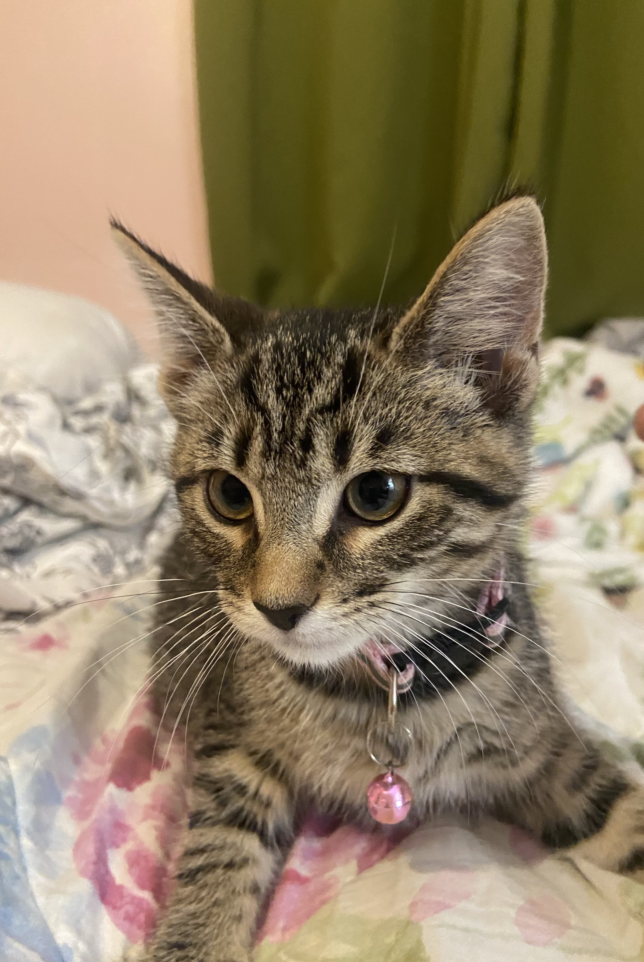 Marilyn - ADOPTION PENDING