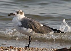 Franklin's Gull (adult nonbreeding plumage)