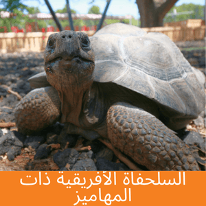 African Spurred Tortoise