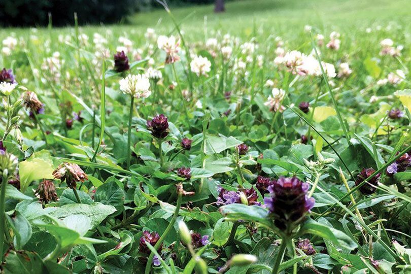 Flowering lawn.