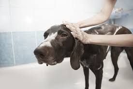 Host a Dog Wash
