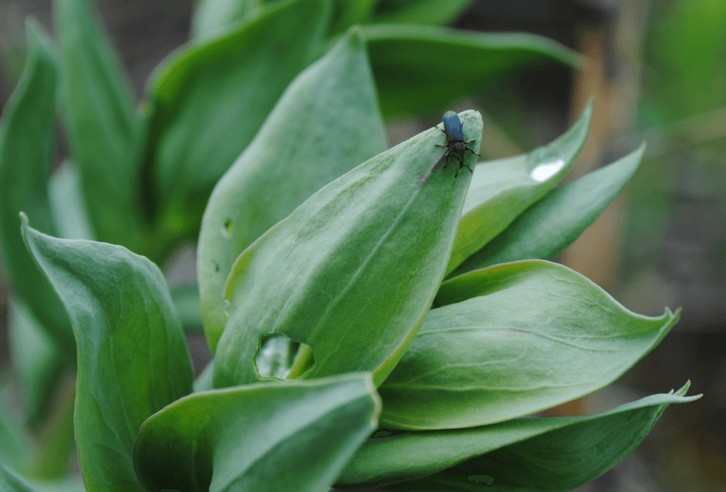 Acres Treated with Biocontrol Agents in 2024