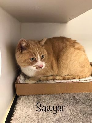 SAWYER