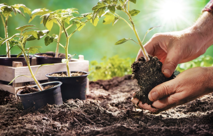  Soil Health for the Home Gardener 
