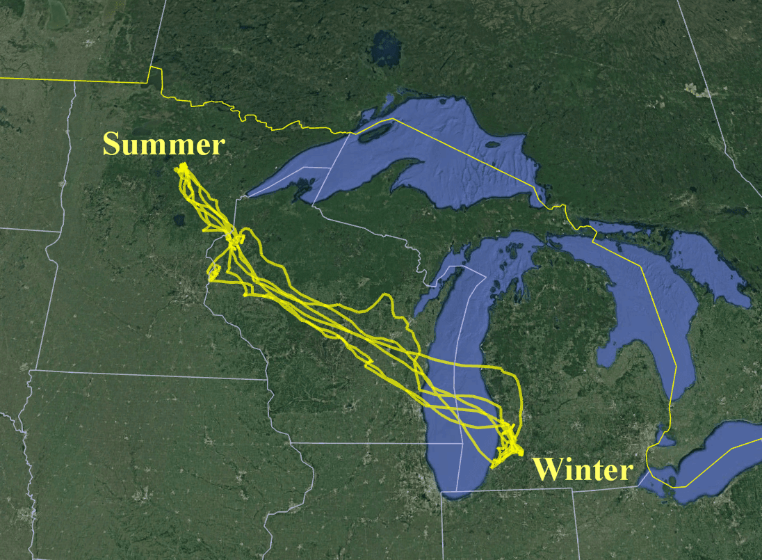 Minnesota swan 4T spends the winter in Michigan