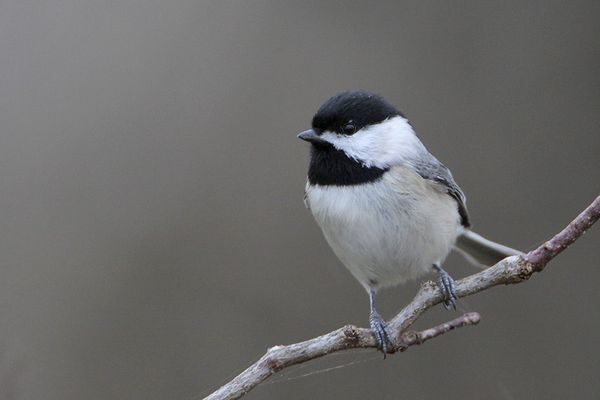 Carolina Chickadee | Bird Gallery | Houston Audubon