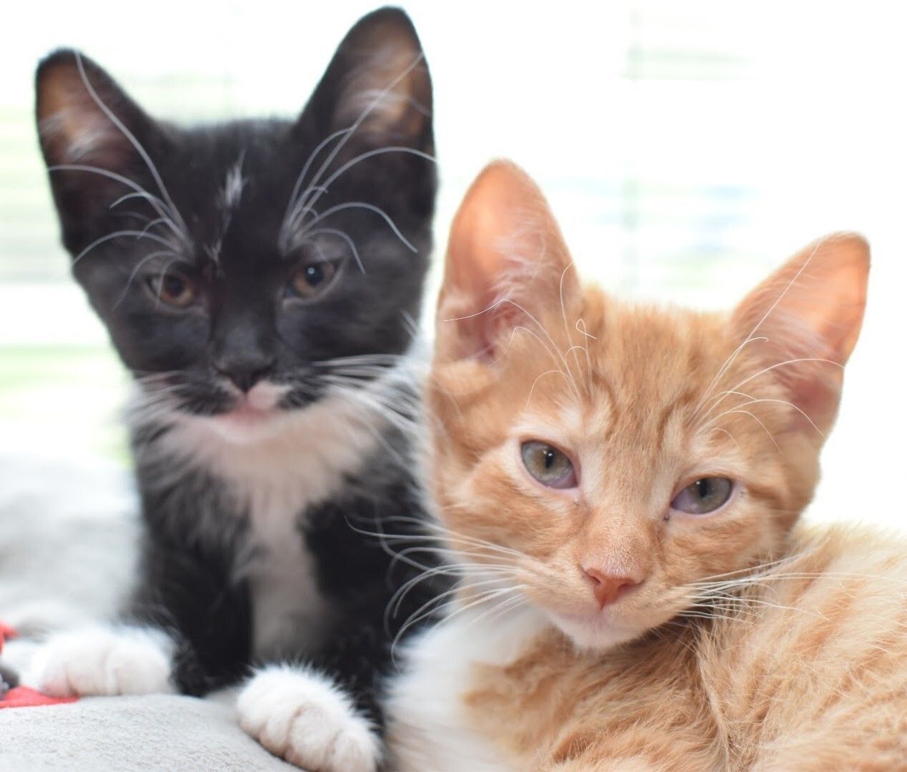 Double the Cuteness: All TCHS Kittens Are 2 Purr 1!