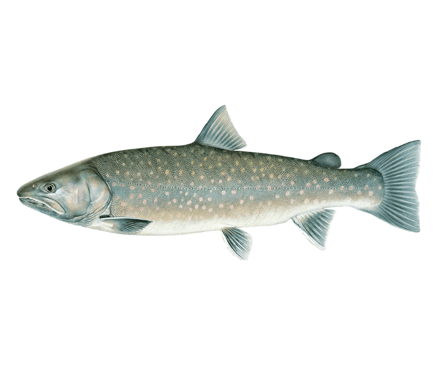 Lake Trout