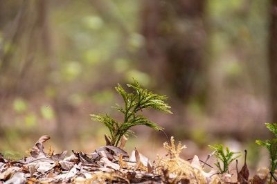 Flora: Clubmoss