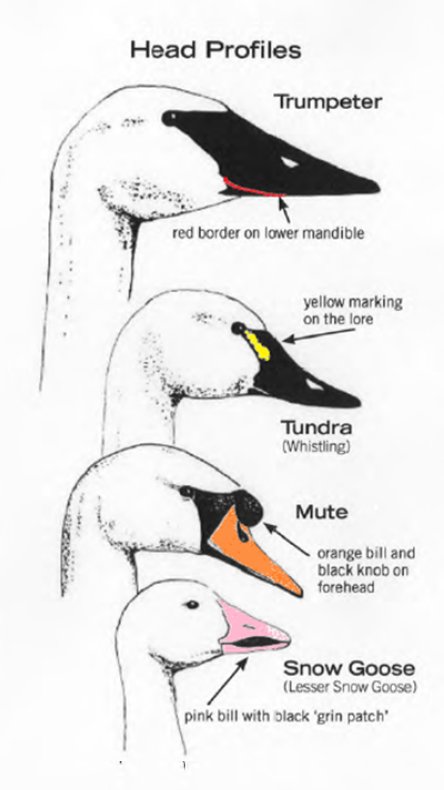 Voice Head & Bill Adult Swan ID |Trumpeter Swan Society