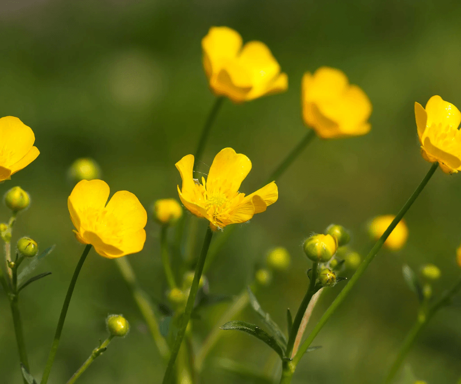 Tall Buttercup
