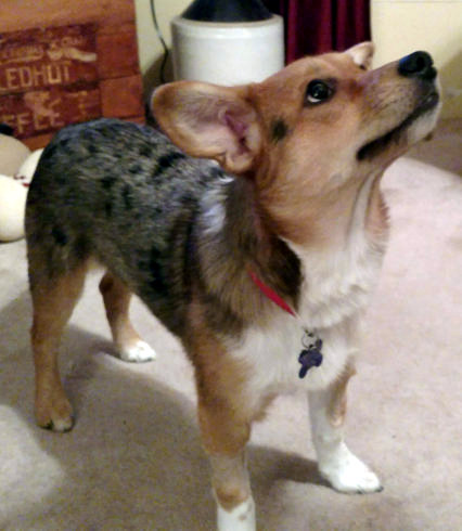 Chewy - ADOPTED