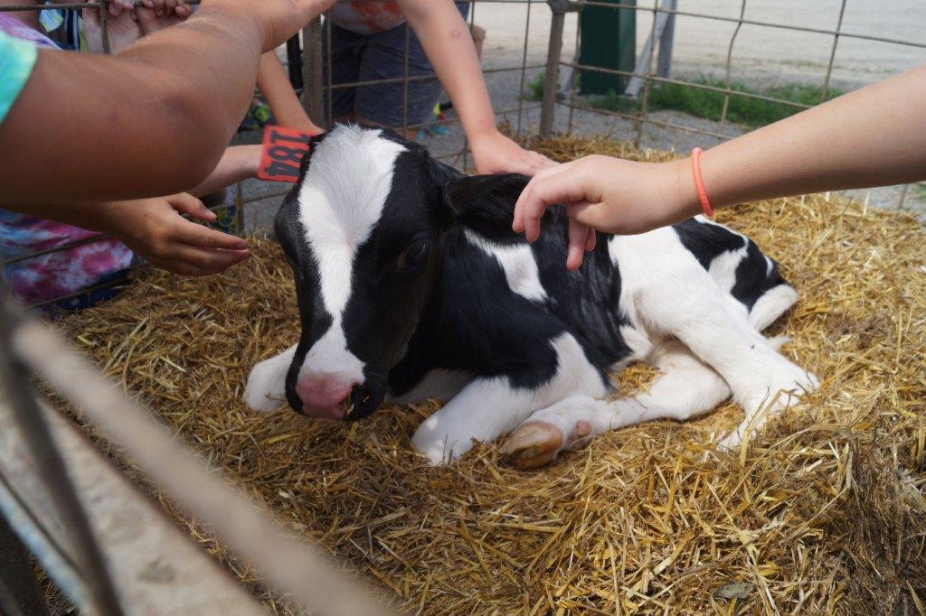 Prairieland Dairy Field Trip