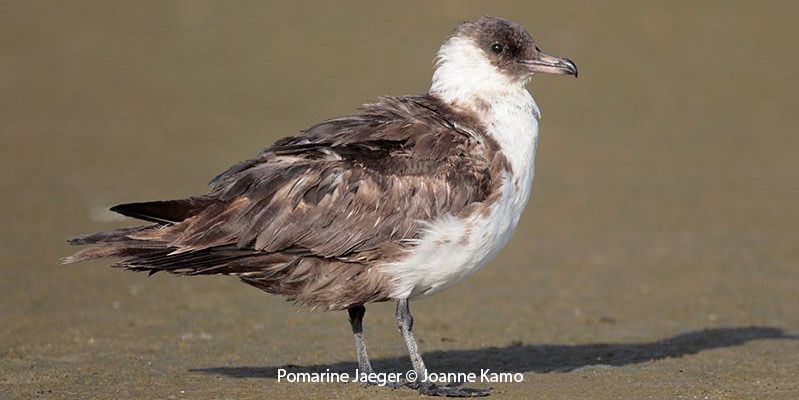 Pomarine Jaeger