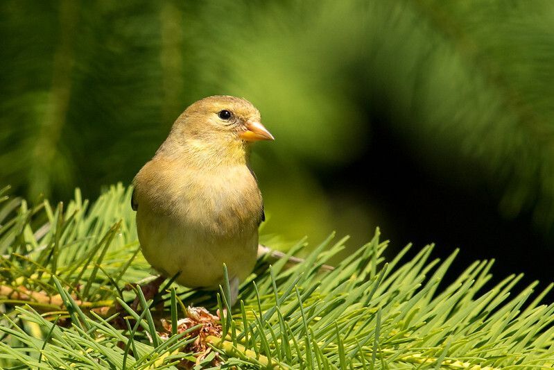 American Goldfinch